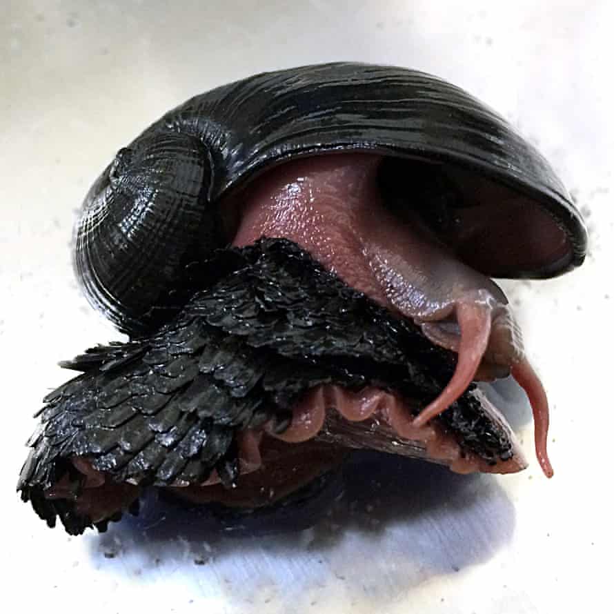 Snails with armoured scales have been found near hydrothermal vents.