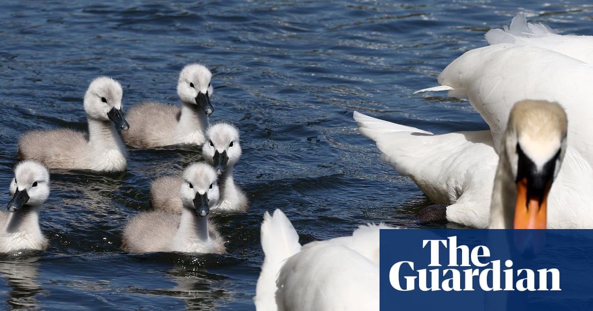 Hampstead Heath Incident Highlights Need for Personal Responsibility, Respect for Nature