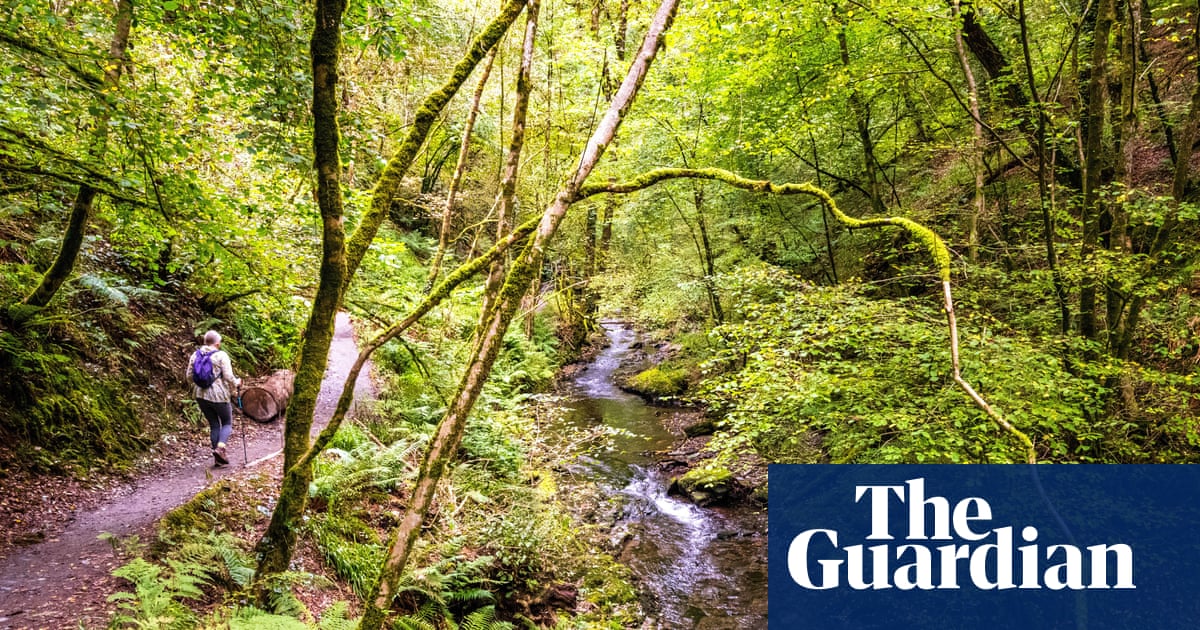 Nearly three-quarters of England’s woods inaccessible to public, study finds