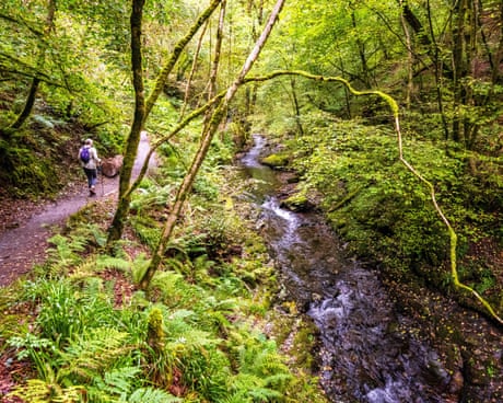 Nearly three-quarters of England’s woods inaccessible to public, study finds