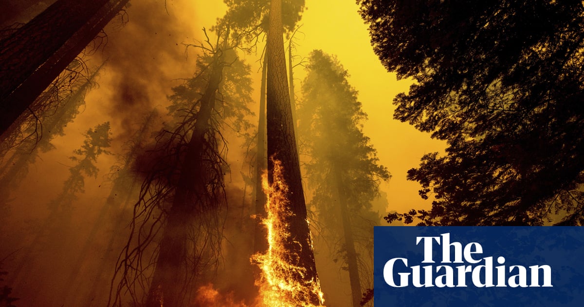 US wildfires have killed nearly 20% of world’s giant sequoias in two years