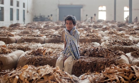 dangers of tobacco farming Tobacco Farming: Kids Working on U.S. Farms Are Getting Sick dangers of tobacco farming Tobacco Farming: Kids Working on U.S. Farms Are Getting Sick