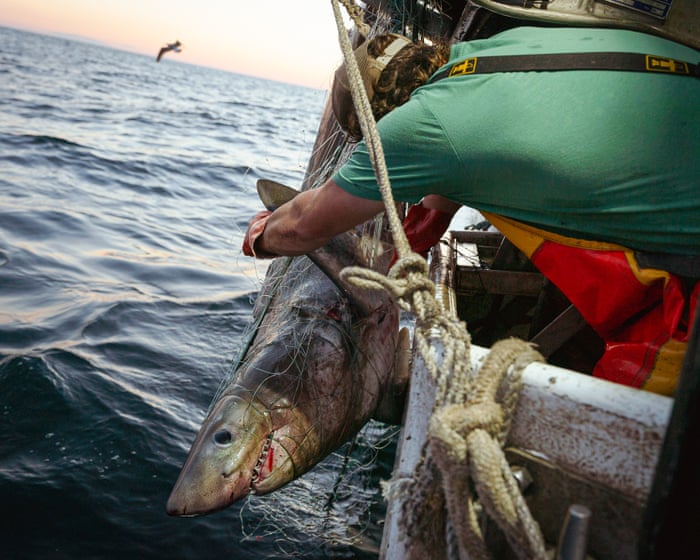 Trump’s executive order on recreational fishing is a ‘giveaway of fish and ocean ecosystem’, advocates warn