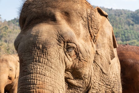 An old-looking Asian elephant seen close up