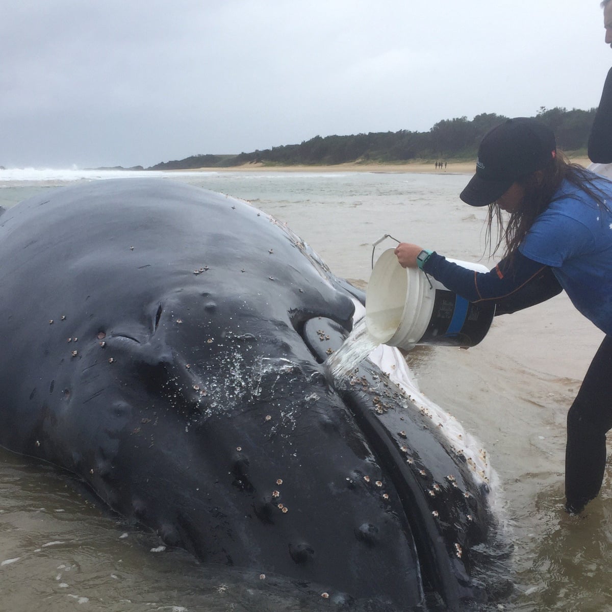 Fight to save huge humpback whale stranded on NSW beach | Whales | The Guardian
