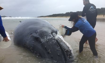 The humpback whale stranded on Sawtell beach, New South Wales.