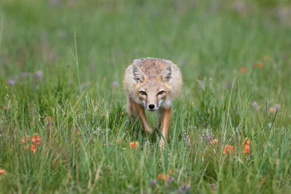 Swift fox near Pawnee National Grassland, Colorado.