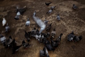 Pigeons feed on Weet-Bix left by a resident at the Carlton Housing Estate.