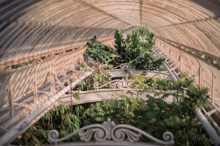 A view of the roof of the Palm House with its tallest trees.