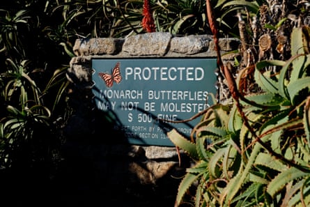 A motion sounds ‘protected monarch butterflies whitethorn not beryllium molested $500 fine’