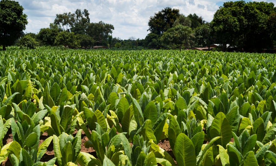 Tobacco fields in Mchinji, Malawi.