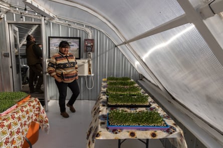 Inside the Wakpamni Lake underground greenhouse, where microgreens are harvested and donated to the community.