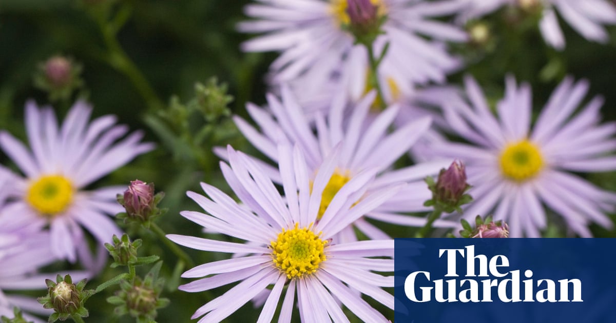 Think you don't like asters in the garden? It might be time to change your mind