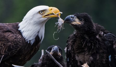 A bald eagle feeding a chick in the nest