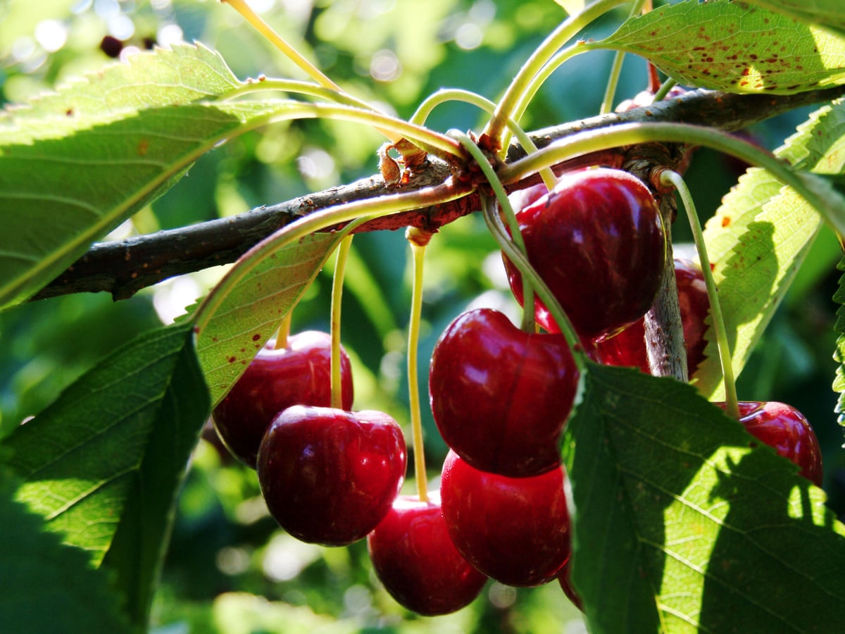 Uk S Cherry Industry Bounces Back After Almost Withering Fruit The Guardian Uk S Cherry Industry Bounces Back After Almost Withering Fruit The Guardian