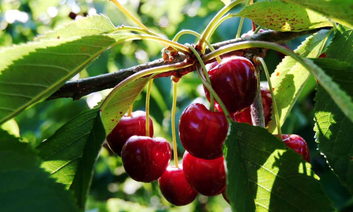 Uk S Cherry Industry Bounces Back After 20 Year Hiatus Food The Guardian