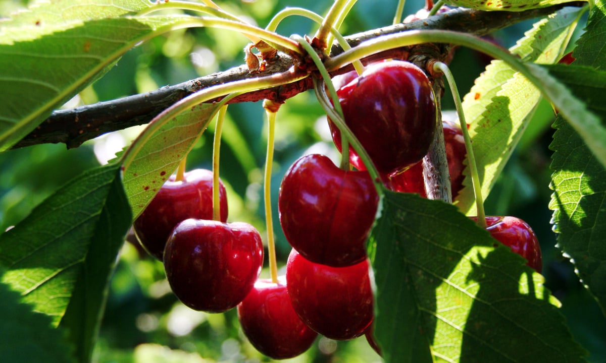 Australian Slavery Inquiry Told Fruit Pickers Brainwashed And Trapped In Debt Slavery The Guardian