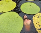 How a plant selfie in Colombian jungle led to ‘jaw dropping’ giant waterlily find