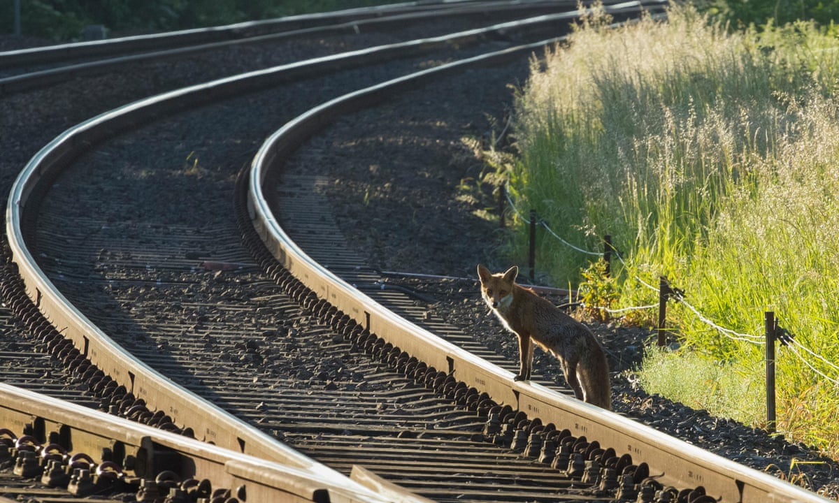country diary a fox on the old railway track rich copper and dipped in myth environment the guardian country diary a fox on the old railway track rich copper and dipped in myth environment the guardian