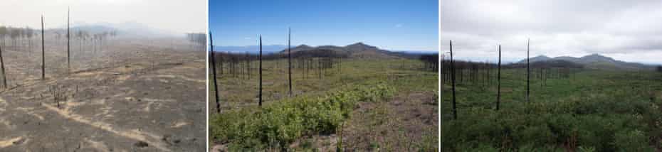 A series of photographs taken in 2011, 2013 and 2014 by researcher Craig Allen in the footprint of the Las Conchas fire, a 2011 ‘megafire’ in the eastern Jemez mountains. The images show little tree regrowth.