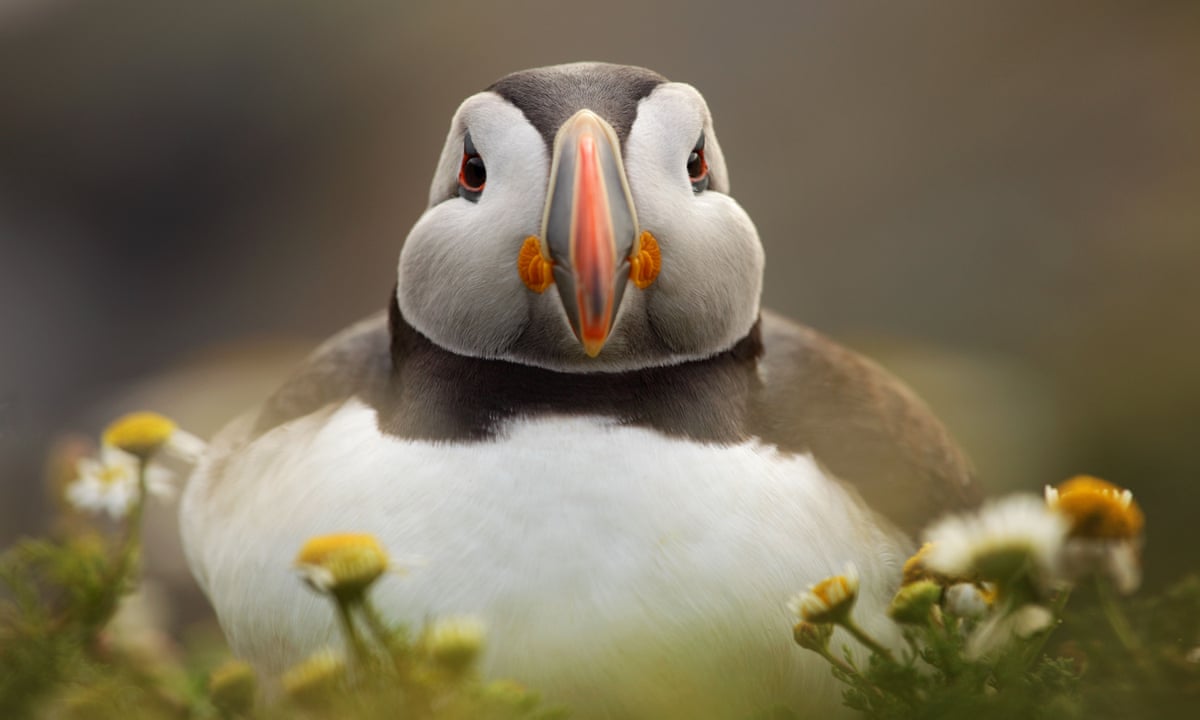 A world without puffins? The uncertain fate of the much-loved