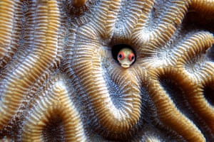 A small sea creature pops its head out to say hello. Jonathan Jagot, 17, has been sailing round the world with his parents since he was 12. The young adventurer was named BBC wildlife photographer of the year 2015
