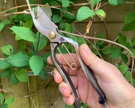 Niwaki Kurumi pruners