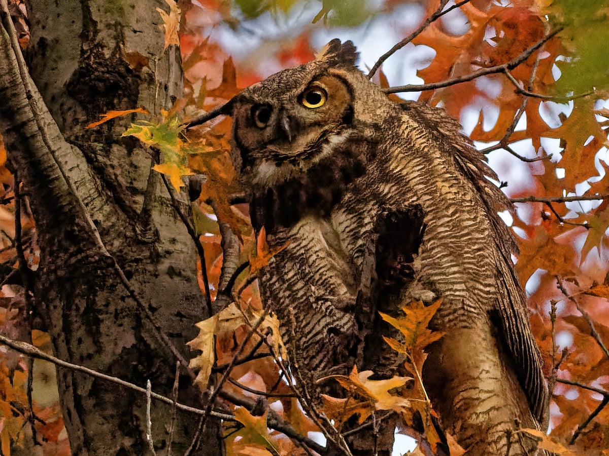 Download Owls Of Delight How Online Birdwatching Became My Lockdown Treat Emma Beddington The Guardian
