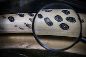 Fingerprints on ivory