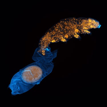 A tardigrade moulting and laying an egg in the old skin