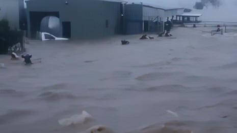 NSW flood: farmer watches as half of 300-cow herd swept away in eastern Australia floods – video