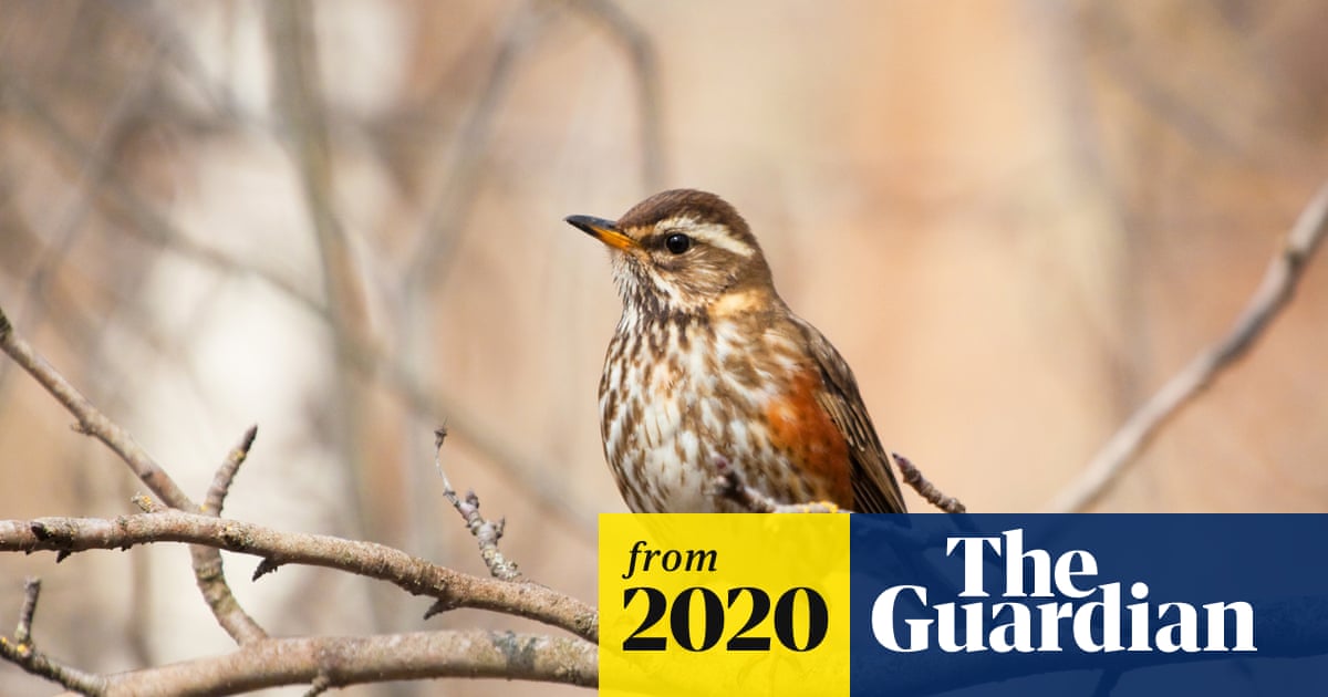 Which Birds Migrate in Winter from UK: Top Species Revealed