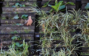 A mourning dove perched by plantation at Medellin City Concejo