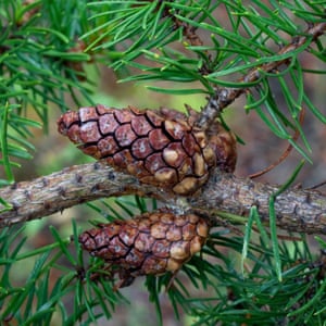 The cones of the jack pine, another key feature in Harris’s Chelsea garden.