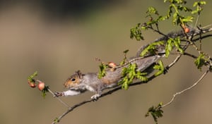 Esquilo cinzento no galho pegando uma fruta