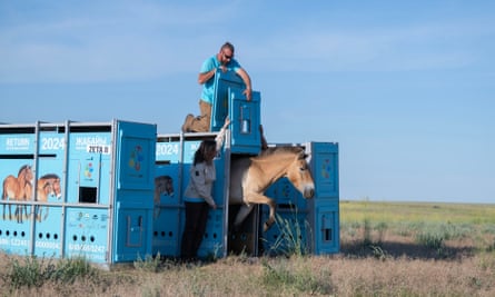 Een beigekleurig paard draaft uit een metalen zeecontainer terwijl een vrouw en een man de deuren openhouden