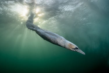 A diving gannet enters the water with the sun behind it looking not unlike a torpedo