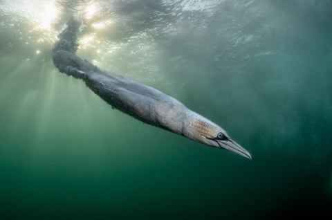 A diving gannet enters the water with the sun behind it looking not unlike a torpedo
