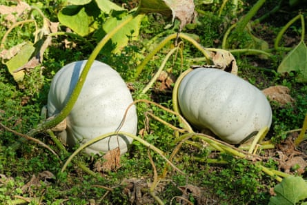 ‘Crown Prince’ squash