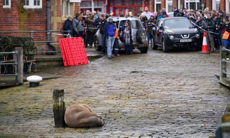 A walrus is spotted resting in Scarborough Harbour