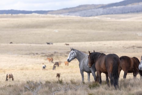 Brumbies above Kiandra in the Kosciuszko national park