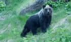 Japan relaxes bear-shooting laws amid rise in attacks