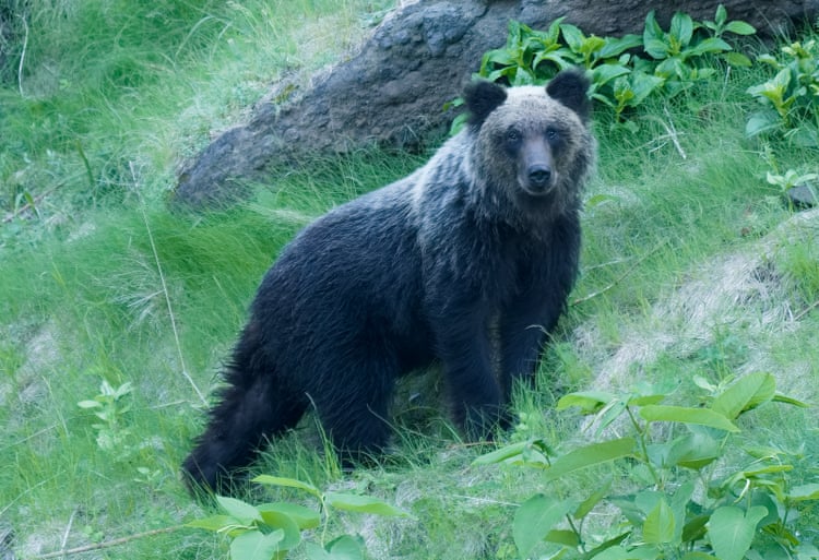 Japan relaxes bear-shooting laws amid rise in attacks Japan relaxes bear-shooting laws amid rise in attacks