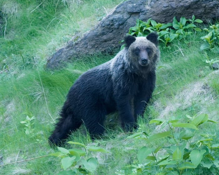 Bear attack survival tips released in Japan as encounters surge