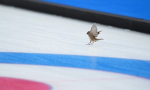 A bird gets a good view of the Canada-Britain game.