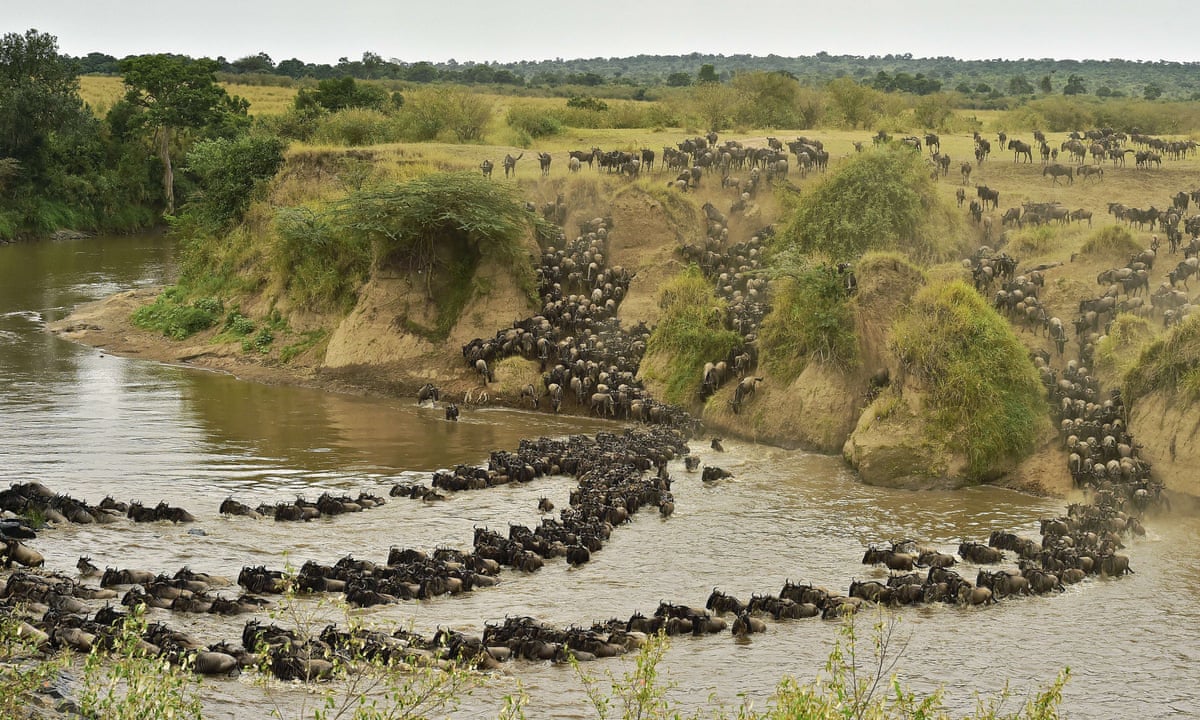 Fears For A Million Livelihoods In Kenya And Tanzania As Mara River Fish Die Out Global Development The Guardian Fears For A Million Livelihoods In Kenya And Tanzania As Mara River Fish Die Out Global Development The Guardian