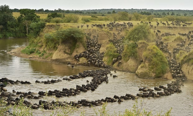 Herds of wildebeest cross the river in Masai Mara