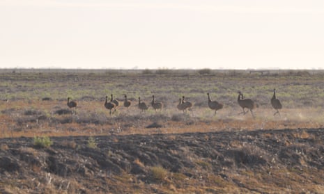Emus at Nimmie-Caira near Balranald