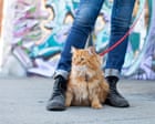 I bought my cat a lead – and I was quickly humbled | Rhiannon Lucy Cosslett
