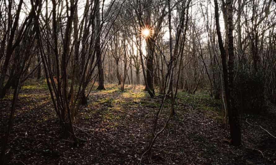 Dusk in Rosier Wood, Billingshurst, West Sussex.